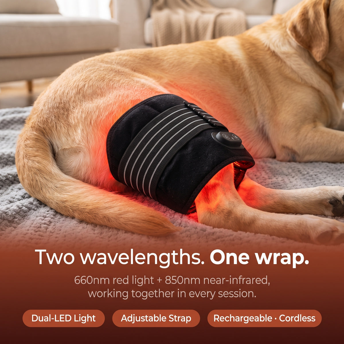 Nuzzlure™ Wireless Red Light Therapy Device for Dogs
